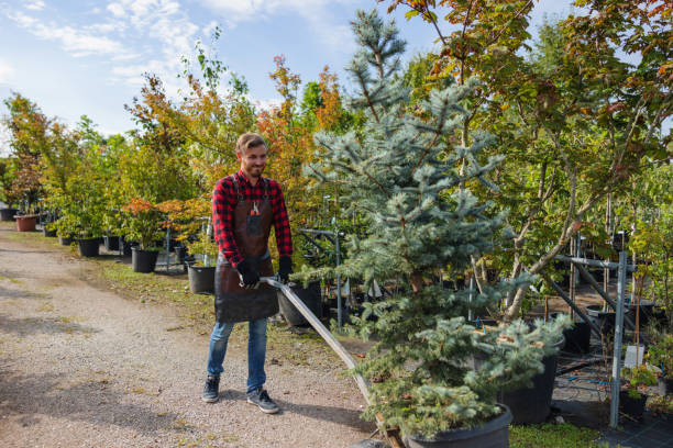 Best Tree Disease Treatment  in Valencia, NM